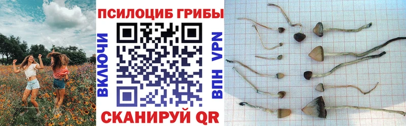 MEGA tor  Ростов  shop наркотические препараты  Галлюциногенные грибы прущие грибы 
